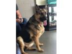 Adopt Pauline a Black - with Tan, Yellow or Fawn German Shepherd Dog / Mixed dog