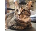 Adopt Dennis a Gray, Blue or Silver Tabby Domestic Shorthair / Mixed cat in