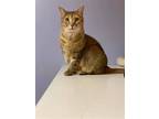 Adopt VIVIEN a Domestic Shorthair / Mixed (short coat) cat in Capshaw