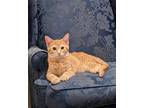 Adopt MACCHIATO a Orange or Red Domestic Shorthair / Mixed (short coat) cat in