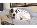 Adopt Geneva a White - with Gray or Silver American Staffordshire Terrier /