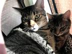 Adopt Thor and Yoda - BONDED PAIR a Gray or Blue Domestic Shorthair / Mixed