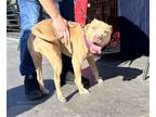 Adopt JAZZIE a Tan/Yellow/Fawn - with White American Pit Bull Terrier / Mixed