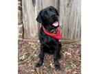 Adopt Padrick a Black Labrador Retriever / Mixed dog in Denton, TX (37632413)