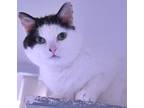 Adopt Girlie [PF] a Black & White or Tuxedo Domestic Shorthair / Mixed cat in