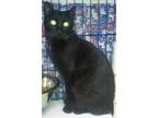 Adopt Inky [Permanent Foster] a All Black Domestic Mediumhair / Mixed (medium