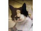 Adopt Mysterious a Black & White or Tuxedo Domestic Longhair / Mixed (long coat)