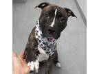 Adopt Sevyn a Brindle - with White American Staffordshire Terrier dog in