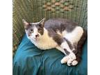 Adopt Mr. Livingston a Gray or Blue (Mostly) Domestic Shorthair / Mixed (short