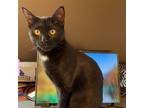 Adopt Alocasia a Black (Mostly) Domestic Shorthair / Mixed (short coat) cat in