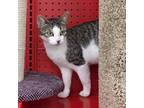 Adopt Barbie #New-Years-Day-kitty a Gray, Blue or Silver Tabby Domestic