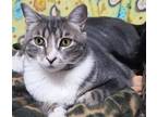 Adopt Bindi (Courtesy Post) a Gray or Blue (Mostly) Domestic Shorthair / Mixed