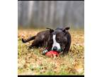 Adopt Angel/ a Black - with White Bull Terrier / Mixed dog in White Bluff