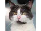 Adopt Dusky a Gray or Blue (Mostly) Domestic Shorthair / Mixed (short coat) cat