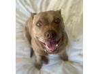 Adopt Louise a American Pit Bull Terrier / Mixed dog in Vallejo, CA (37549420)
