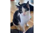 Adopt Sucre a Black & White or Tuxedo Domestic Shorthair / Mixed (short coat)