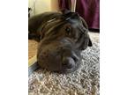 Adopt Spooky a Black Shar Pei / Mixed dog in Lake Forest, CA (32598061)