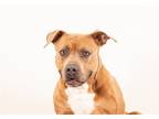 Adopt Titan a Brown/Chocolate Mixed Breed (Medium) / Mixed dog in Rowlett