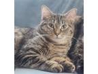 Adopt Wall-E a Brown Tabby Domestic Shorthair / Mixed (short coat) cat in
