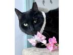 Adopt Tangela a Black (Mostly) Domestic Shorthair / Mixed (short coat) cat in