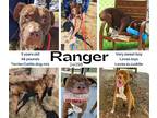 Adopt Ranger a Brown/Chocolate - with White Terrier (Unknown Type