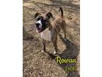 Adopt Rowan - $25 Adoption Fee Special a Brindle - with White Boxer / Mixed dog