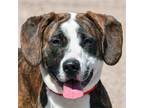 Adopt Jepetto a Brindle - with White Catahoula Leopard Dog / American
