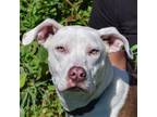 Adopt June a White - with Tan, Yellow or Fawn American Staffordshire Terrier /