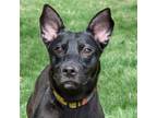 Adopt Sassy a Black - with White Australian Kelpie / Feist / Mixed dog in