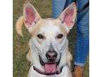 Adopt Scooter a Tan/Yellow/Fawn - with White Husky / Labrador Retriever / Mixed