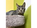 Adopt Nutmeg a Gray, Blue or Silver Tabby Domestic Shorthair / Mixed (short