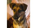 Adopt Chachi LOWER FEE a Tricolor (Tan/Brown & Black & White) Hound (Unknown