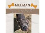 Adopt Melman a Gray/Silver/Salt & Pepper - with Black American Pit Bull Terrier