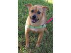 Adopt Peanut a Tan/Yellow/Fawn Carolina Dog / Mixed dog in Miami, FL (34409030)