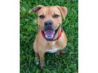 Adopt Scooby a Tan/Yellow/Fawn Boxer / Mixed dog in Miami, FL (36005898)