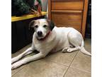 Adopt Jax a White - with Tan, Yellow or Fawn Parson Russell Terrier / Pointer /