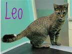 Adopt Leo a Gray, Blue or Silver Tabby Domestic Shorthair / Mixed (short coat)