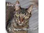Adopt Magnus a Brown Tabby Domestic Shorthair / Mixed (short coat) cat in