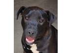 Adopt Hobbes - Adopt Me! Courtesy Post a Black American Staffordshire Terrier /