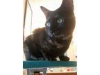 Adopt Pounce a Tortoiseshell Domestic Shorthair / Mixed (short coat) cat in