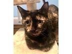 Adopt Rosalina a Tortoiseshell Domestic Shorthair / Mixed (short coat) cat in