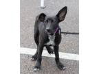 Adopt Syndie a Black - with White Carolina Dog / Labrador Retriever / Mixed dog