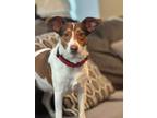 Adopt Meb a Tricolor (Tan/Brown & Black & White) Rat Terrier / Beagle / Mixed