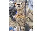 Adopt Marge a Tortoiseshell Domestic Shorthair / Mixed (short coat) cat in