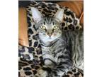 Adopt Cloe a Gray, Blue or Silver Tabby Domestic Shorthair (short coat) cat in