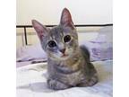 Adopt Ashe a Gray or Blue (Mostly) Domestic Shorthair / Mixed (short coat) cat