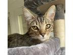 Adopt Pepper a Brown Tabby Domestic Shorthair / Mixed (short coat) cat in Los