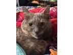 Adopt Jellybean a Domestic Shorthair / Mixed cat in San Diego, CA (37431114)