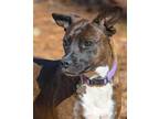 Adopt Wonder Girl a Brindle - with White Pit Bull Terrier / Mixed dog in