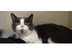 Adopt Ginny a Gray or Blue (Mostly) Domestic Shorthair (short coat) cat in